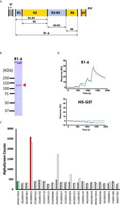 Plasmodium yoelii Erythrocyte Binding Like Protein Interacts With Basigin, an Erythrocyte Surface Protein